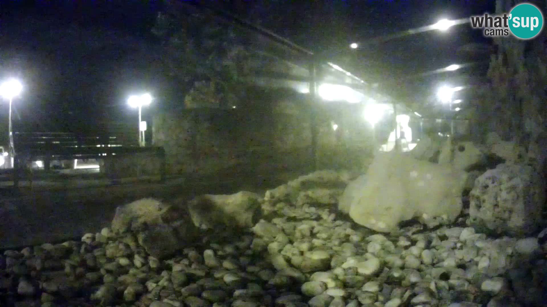 Zunanji morski akvarij Rogoznica spletna kamera Hrvaška