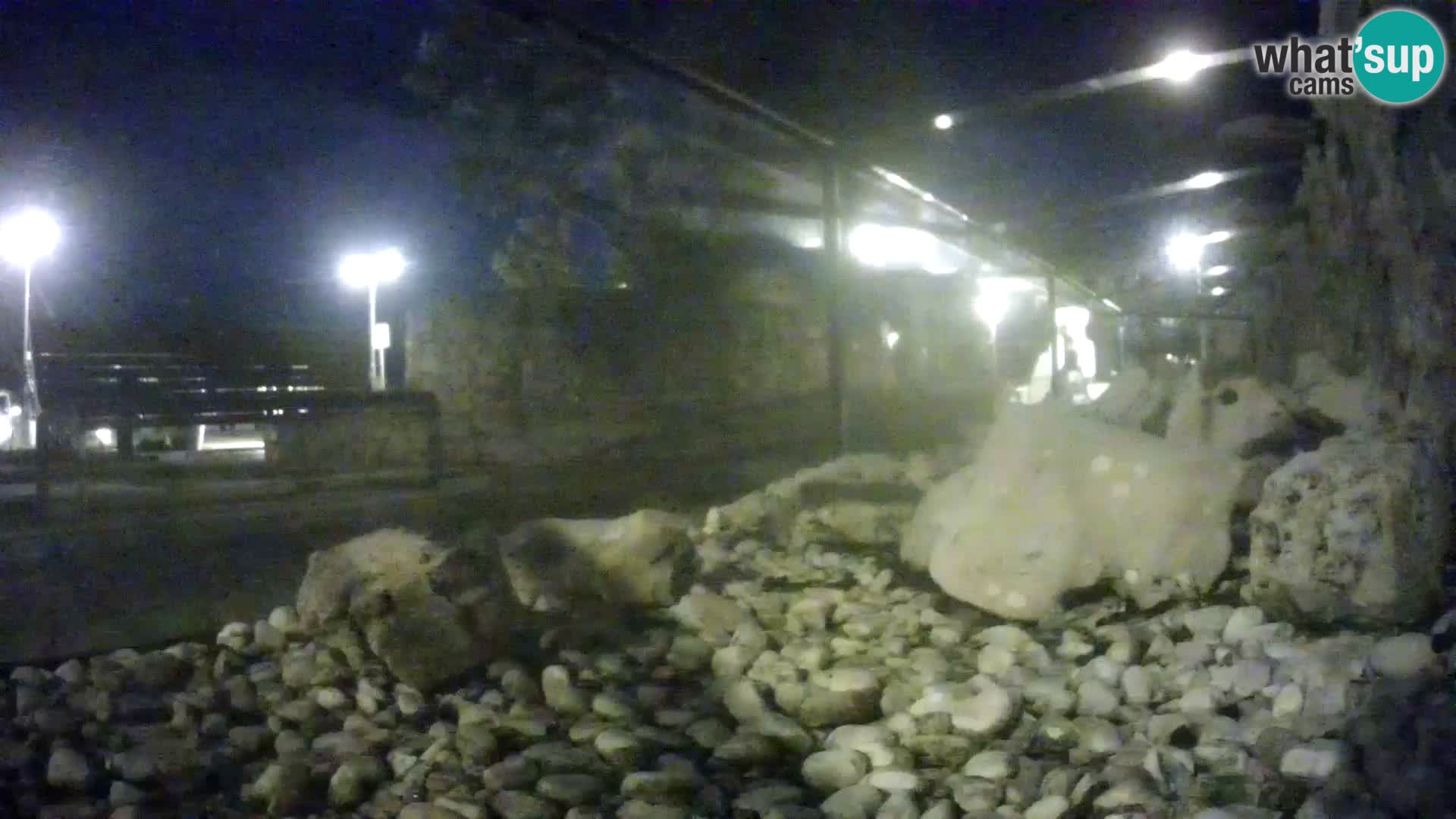 Zunanji morski akvarij Rogoznica spletna kamera Hrvaška