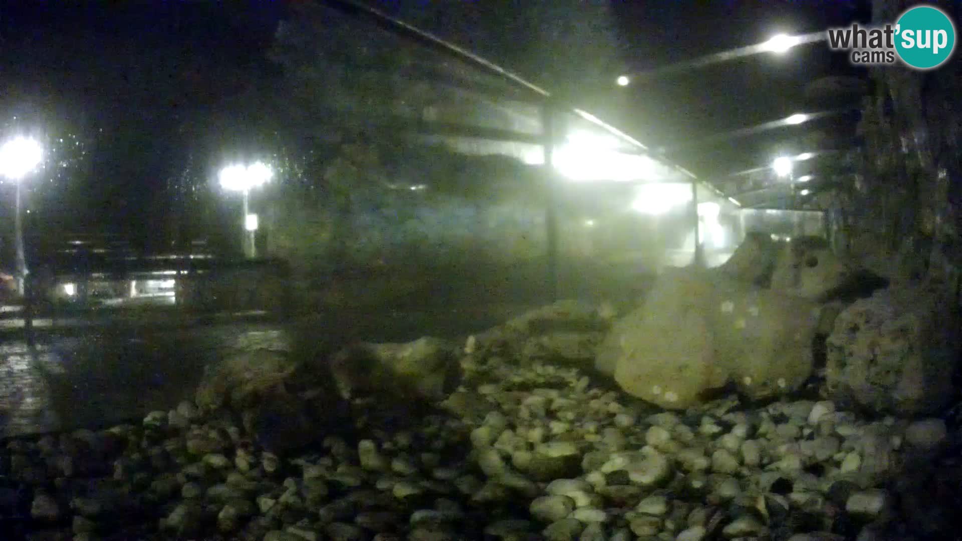 Acuario marino al aire libre Rogoznica webcam Croacia