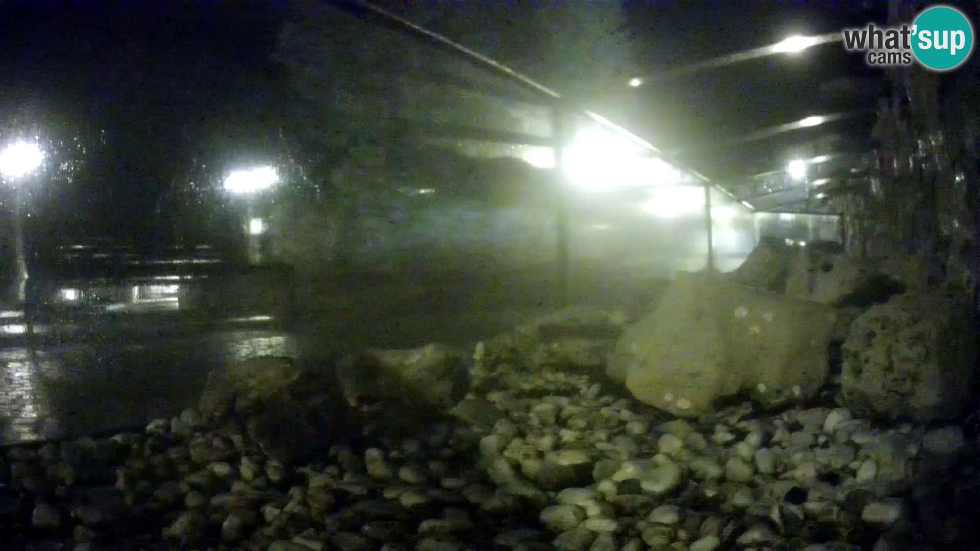 Aquario marino esterno – Rogoznica livecam Croazia