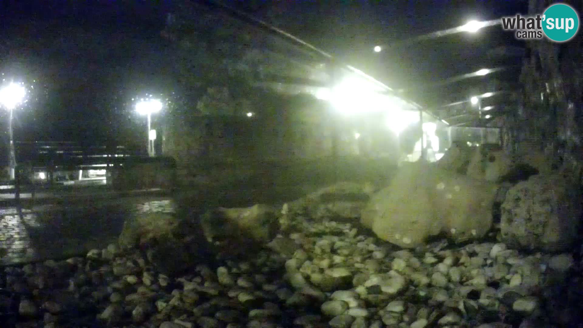 Aquario marino esterno –  Rogoznica livecam Croazia