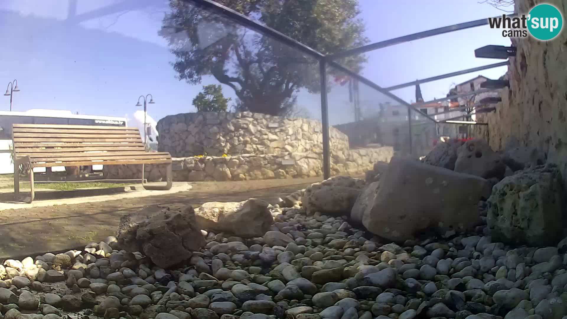 Aquario marino esterno –  Rogoznica livecam Croazia