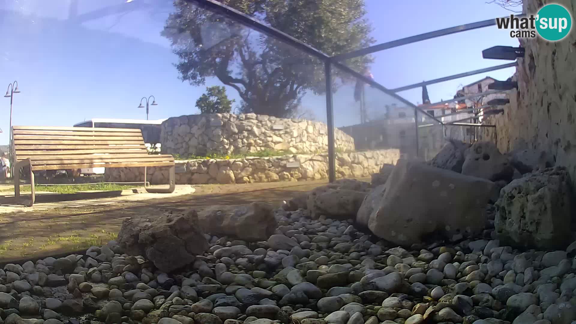 Acuario marino al aire libre Rogoznica webcam Croacia