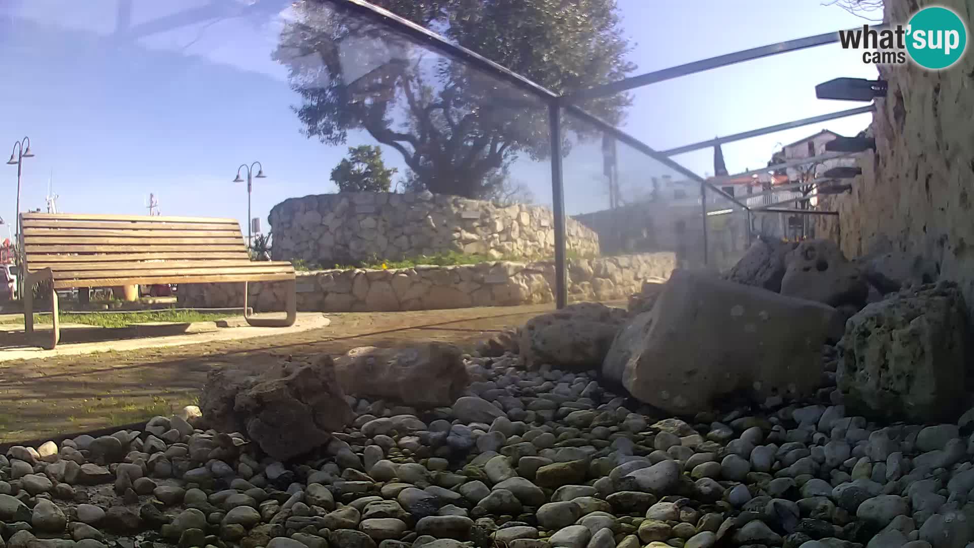 Zunanji morski akvarij Rogoznica spletna kamera Hrvaška
