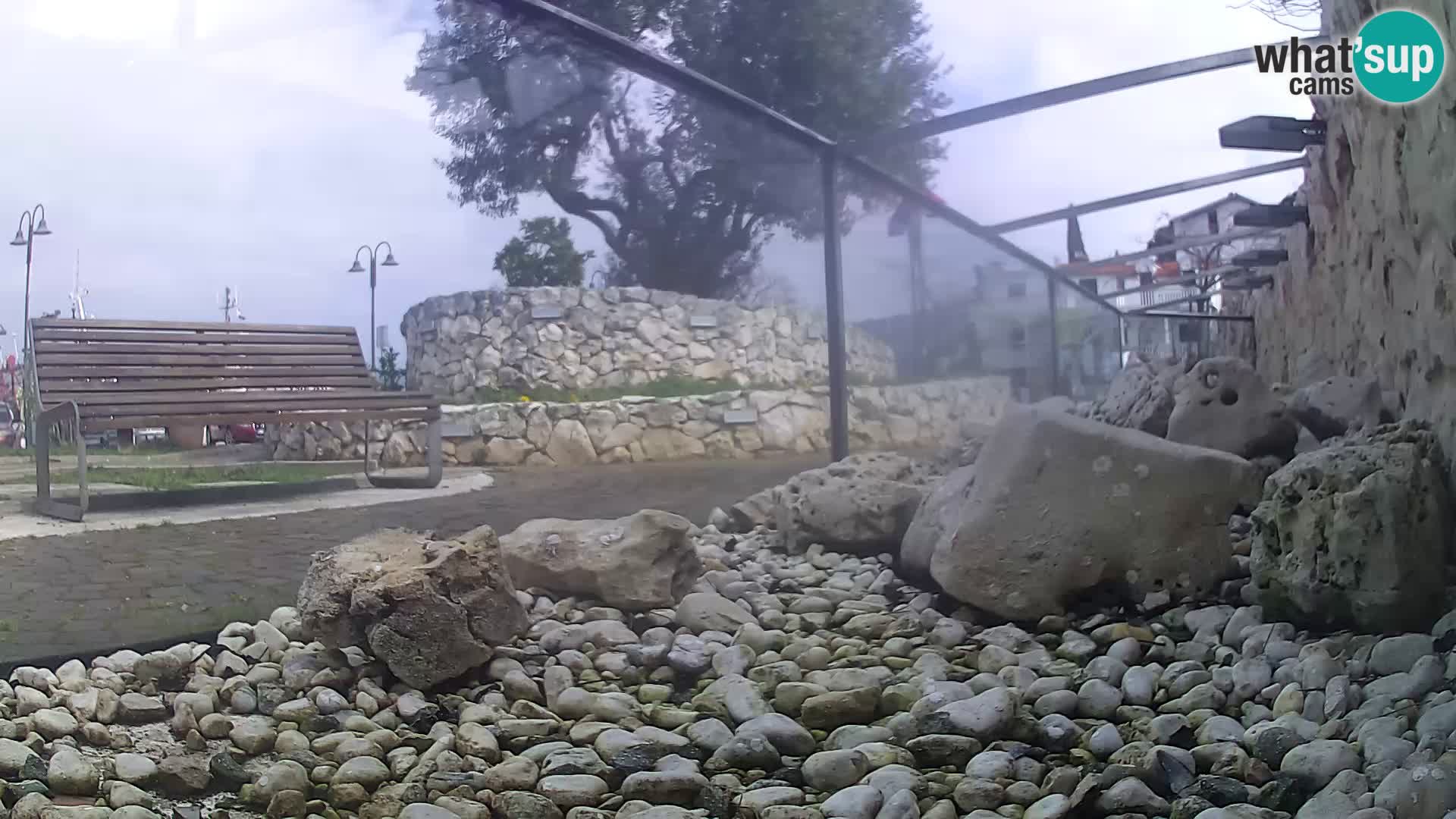 Acuario marino al aire libre Rogoznica webcam Croacia