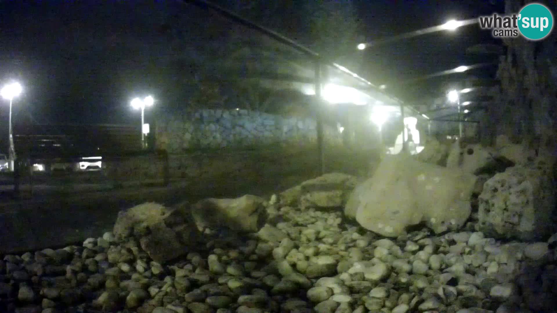 Aquario marino esterno –  Rogoznica livecam Croazia