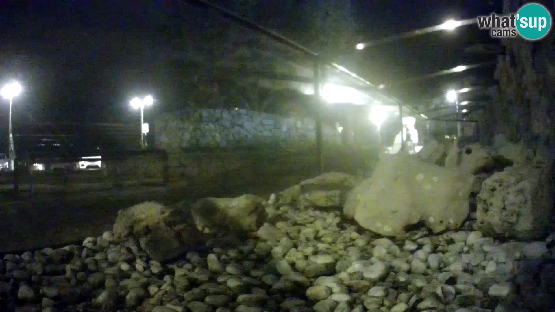 Zunanji morski akvarij Rogoznica spletna kamera Hrvaška