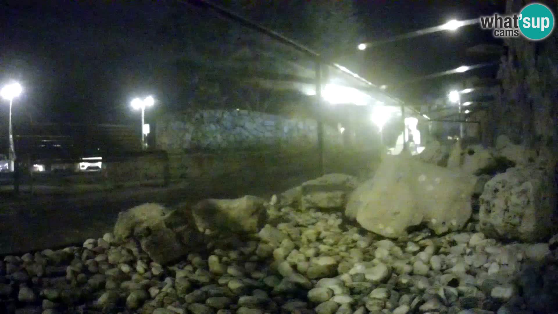 Aquario marino esterno –  Rogoznica livecam Croazia