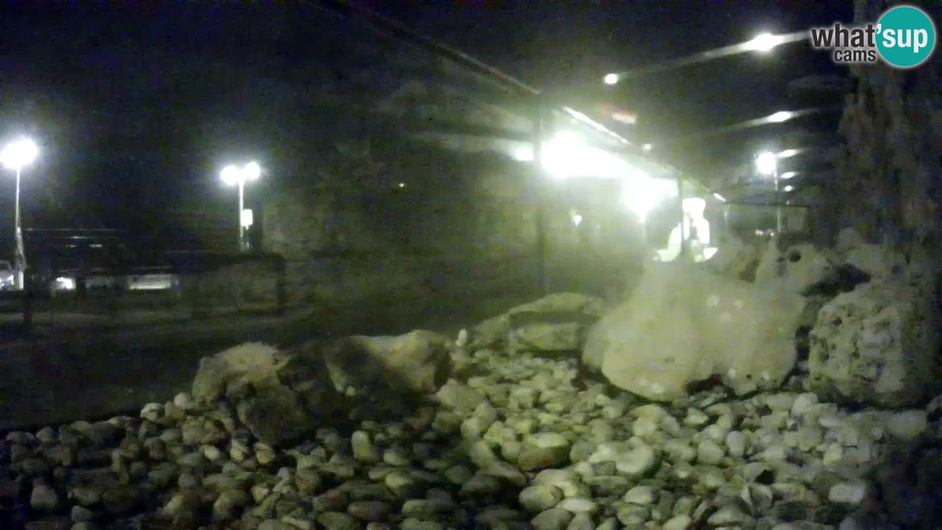 Aquario marino esterno –  Rogoznica livecam Croazia