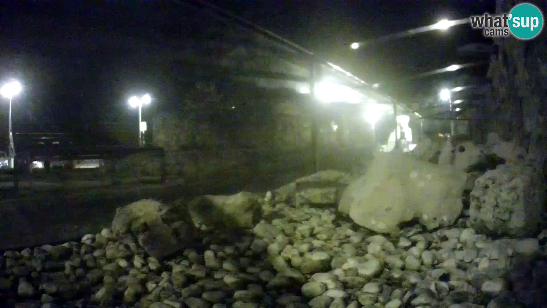 Vanjski morski akvarij Rogoznica web kamera Hrvatska