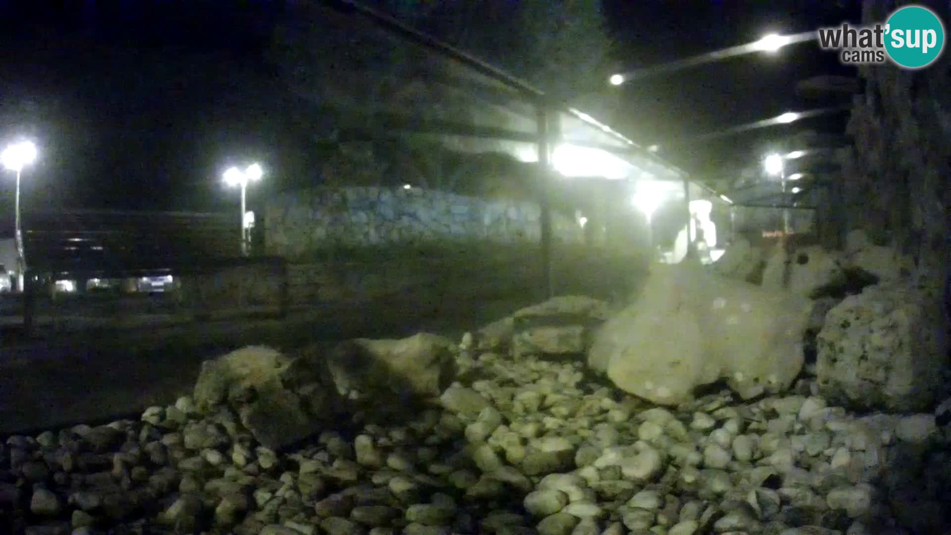 Zunanji morski akvarij Rogoznica spletna kamera Hrvaška