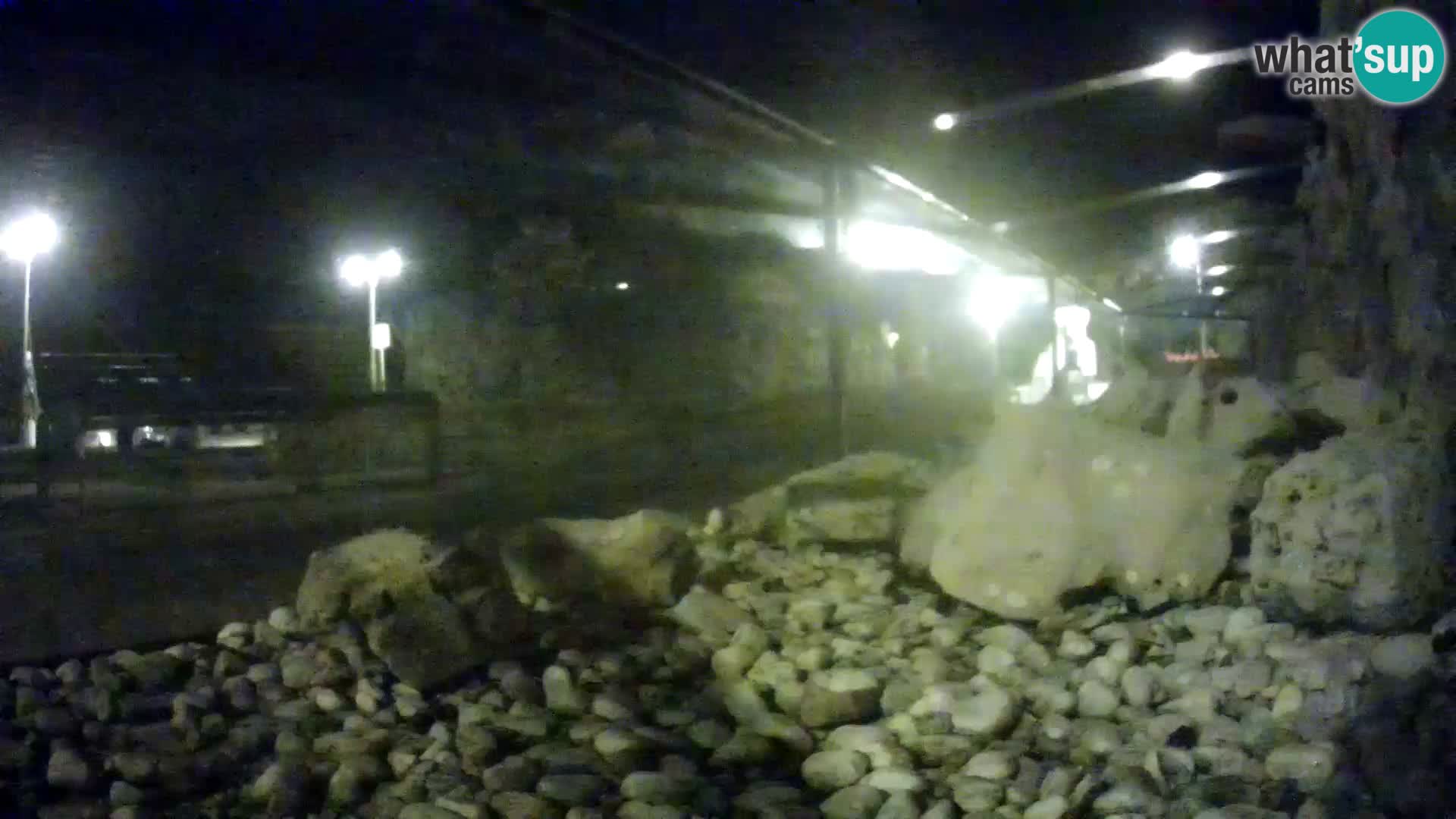 Outdoor Marine Aquarium Rogoznica webcam Croatia