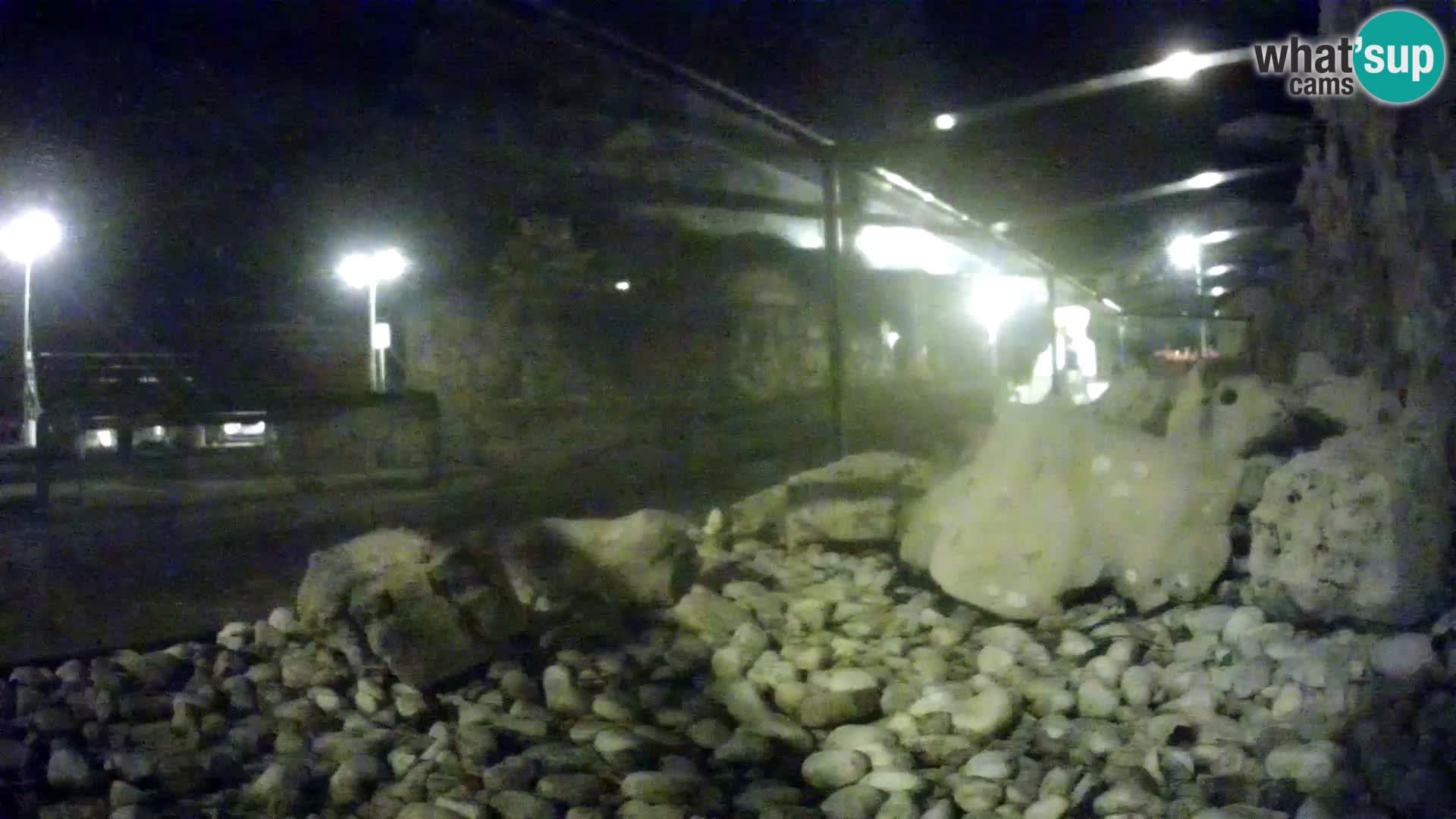 Aquario marino esterno –  Rogoznica livecam Croazia