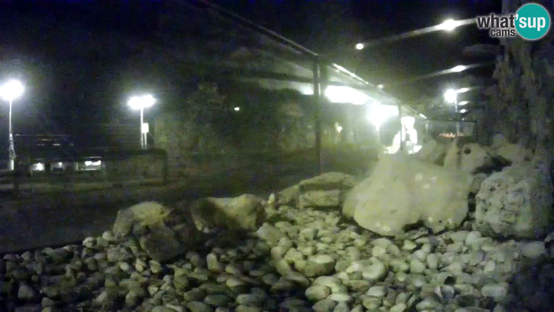 Zunanji morski akvarij Rogoznica spletna kamera Hrvaška