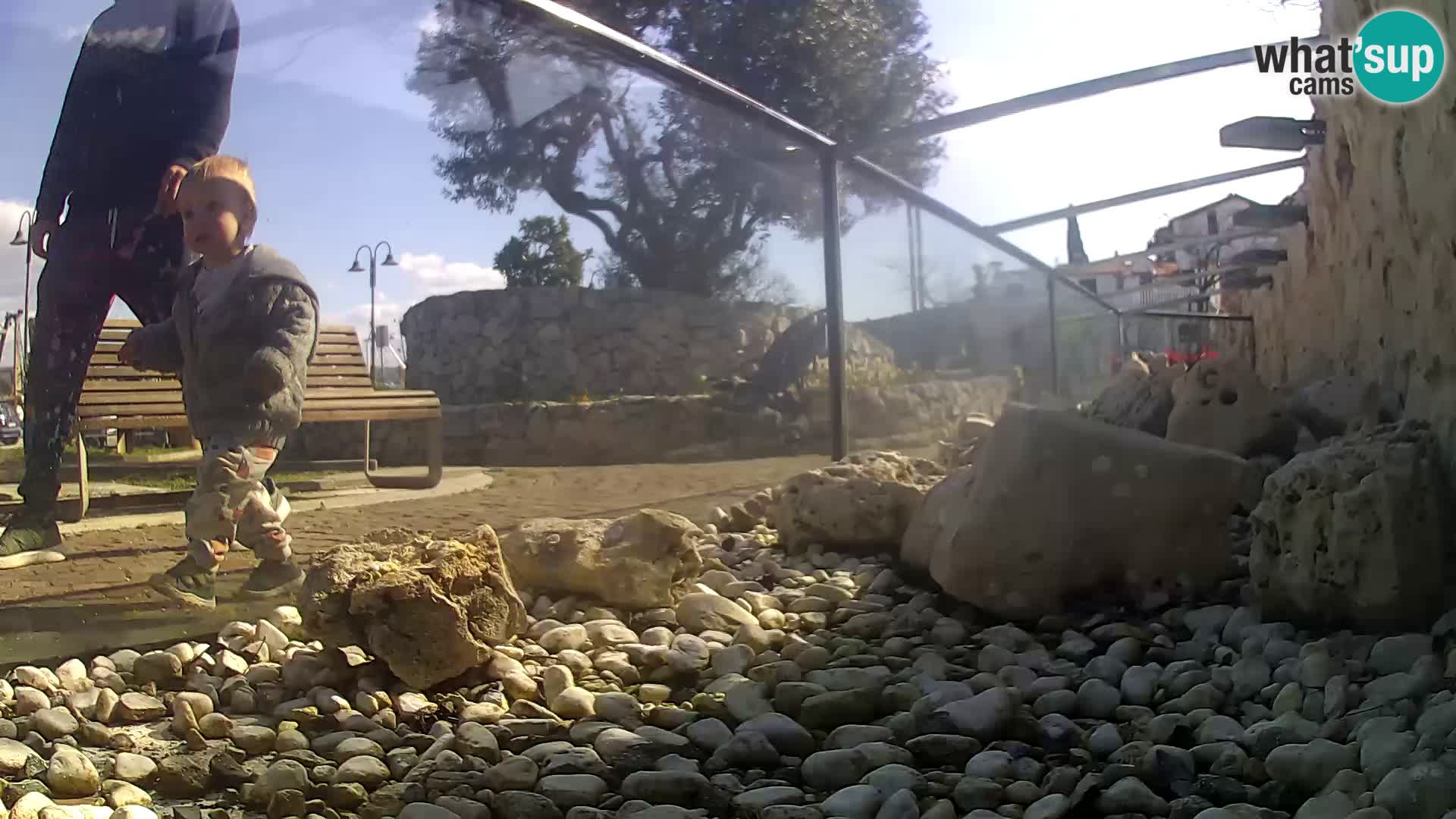 Aquario marino esterno –  Rogoznica livecam Croazia