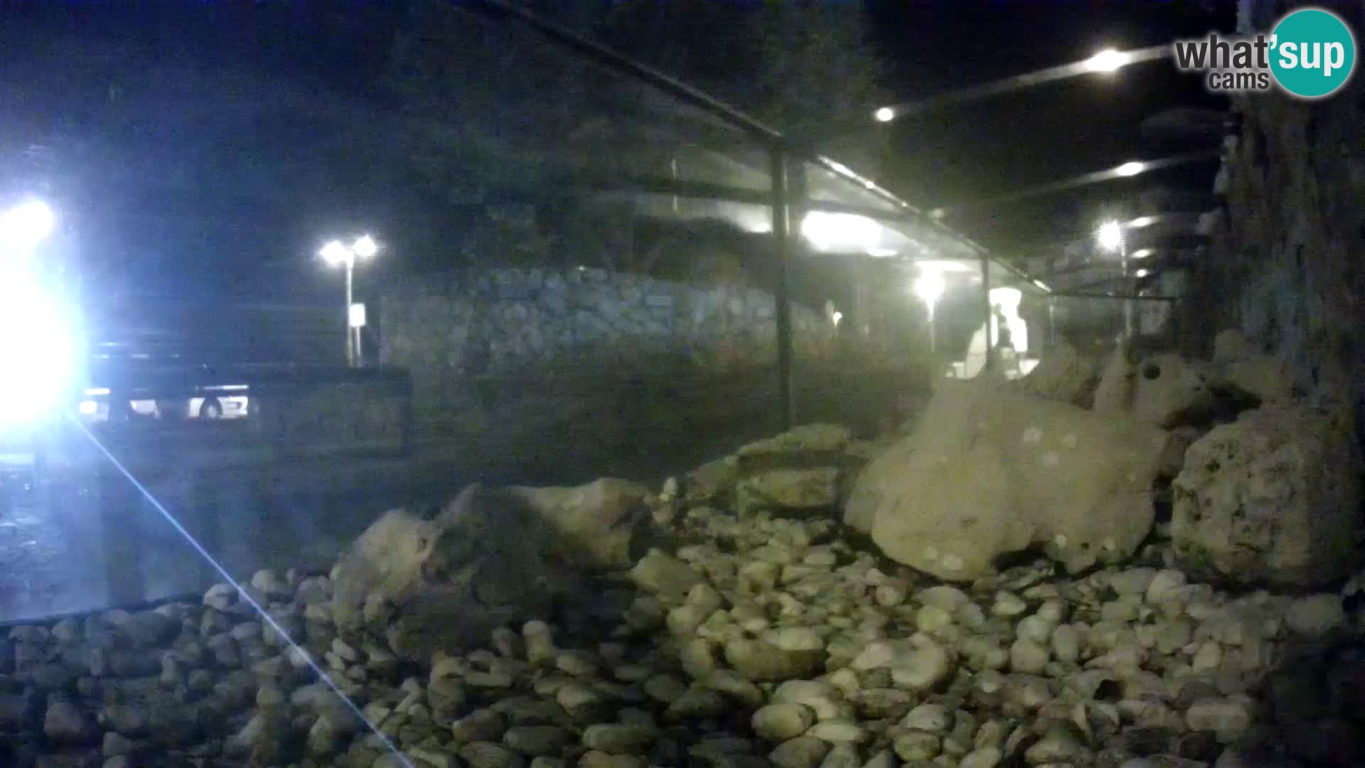 Aquario marino esterno –  Rogoznica livecam Croazia