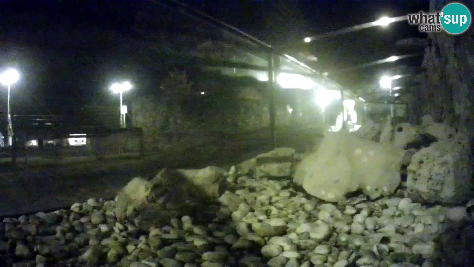 Outdoor Marine Aquarium Rogoznica webcam Croatia