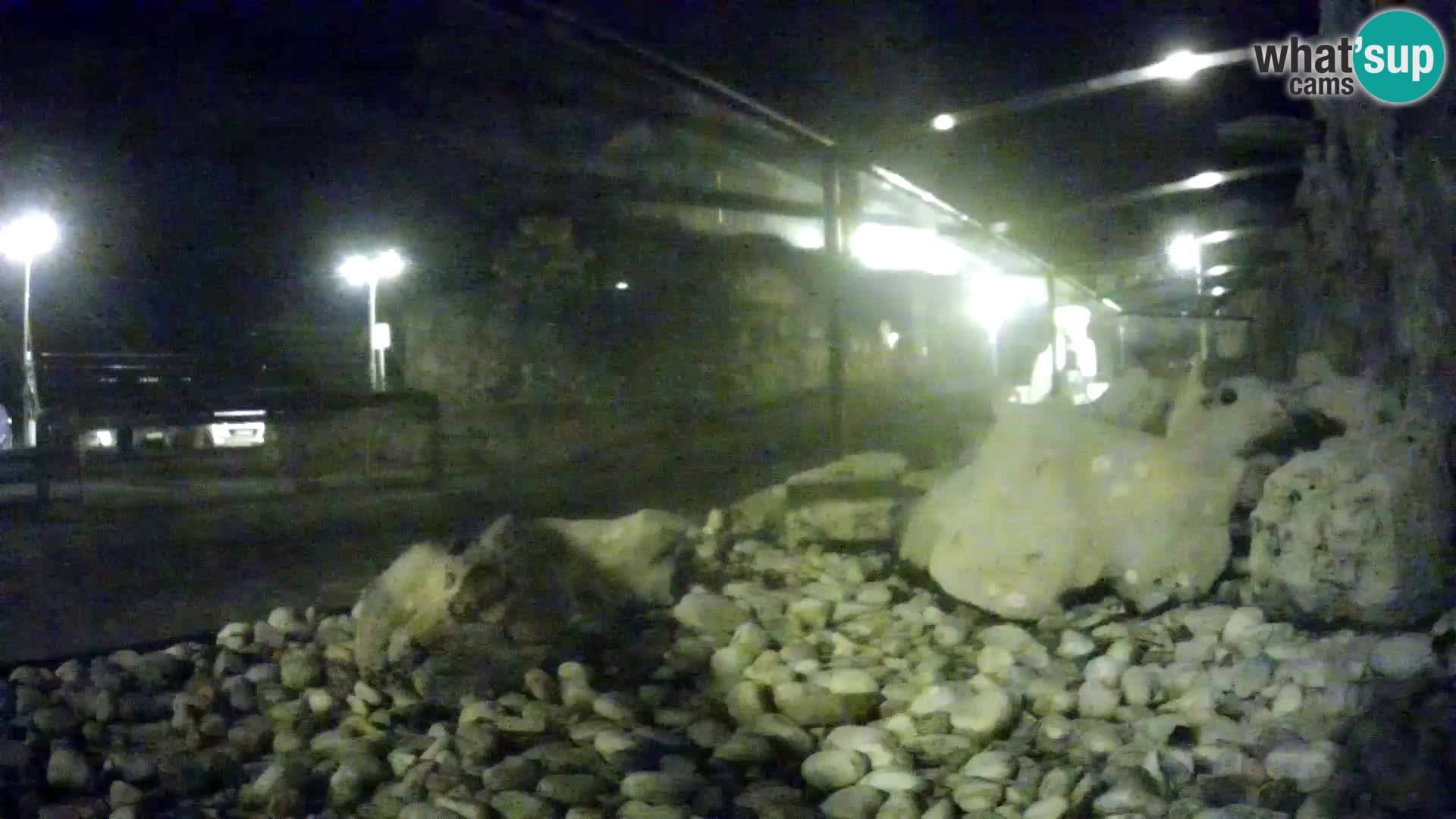 Aquario marino esterno –  Rogoznica livecam Croazia