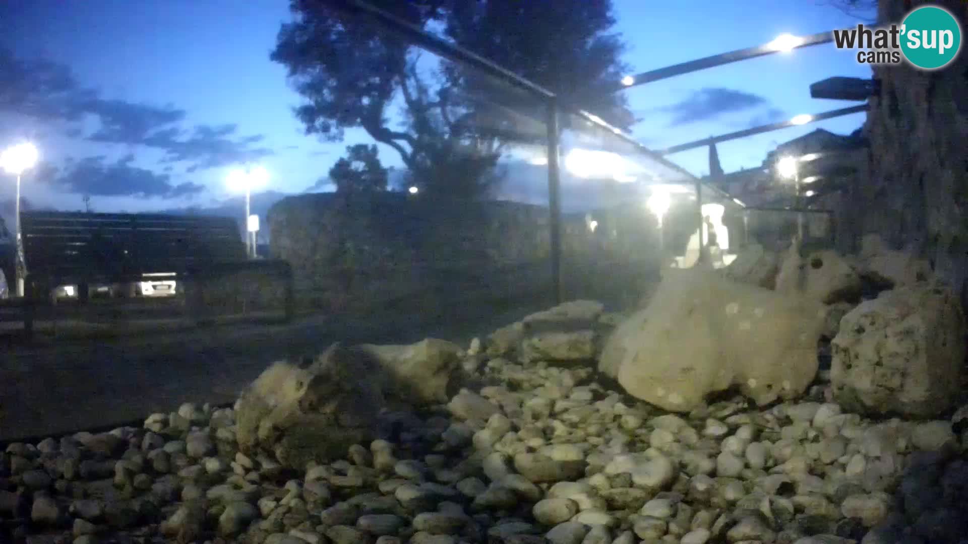 Aquario marino esterno –  Rogoznica livecam Croazia