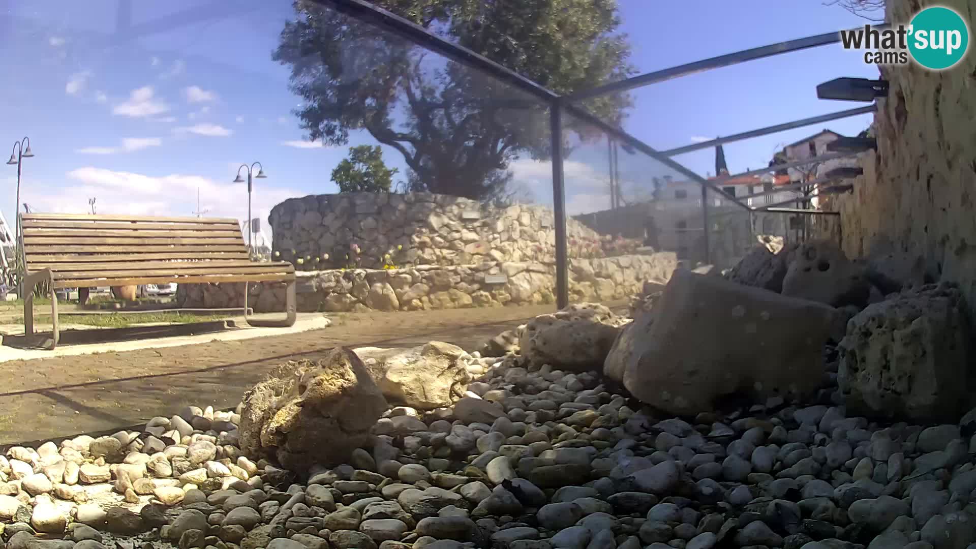 Outdoor Marine Aquarium Rogoznica webcam Croatia