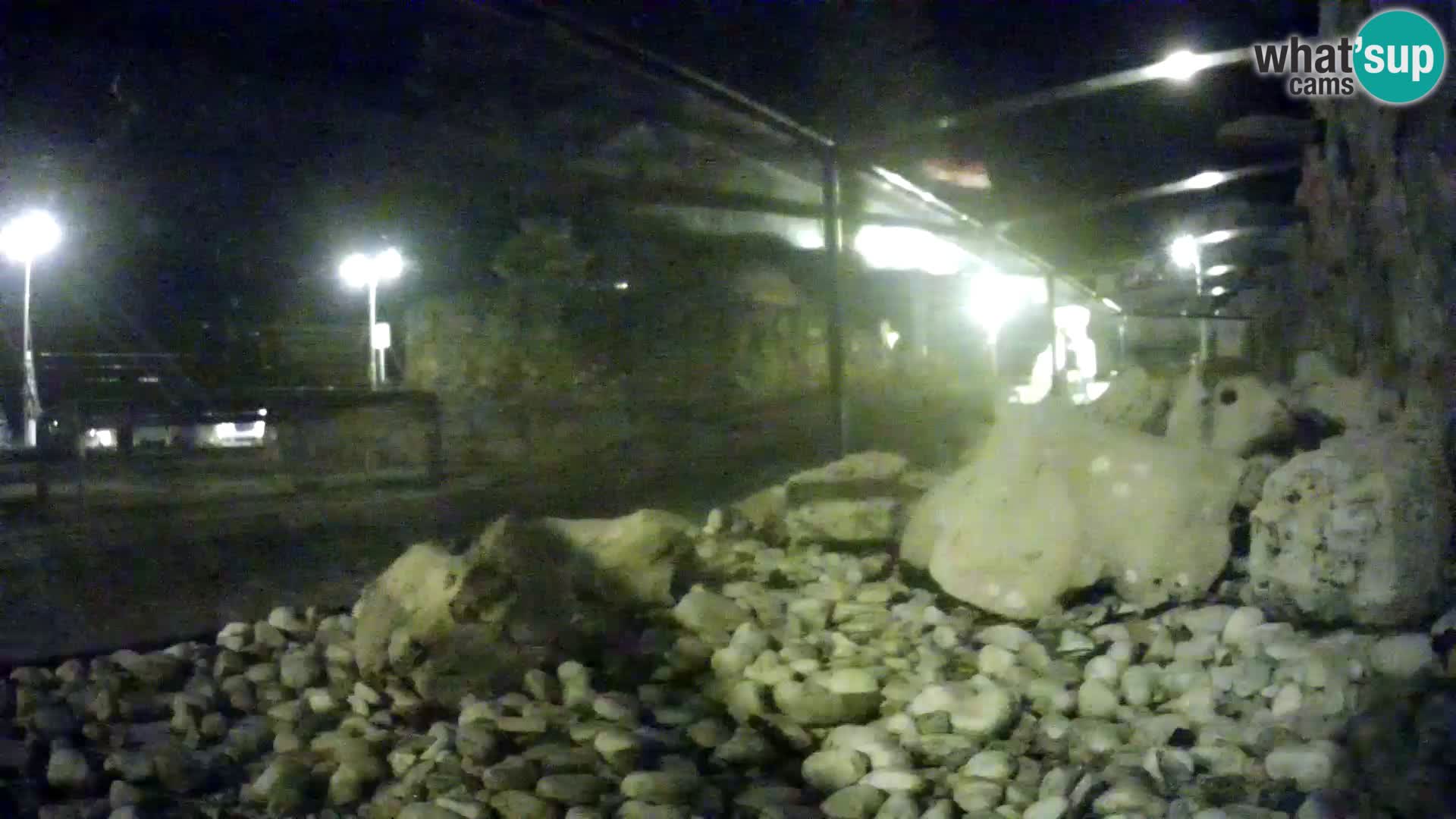 Aquario marino esterno –  Rogoznica livecam Croazia