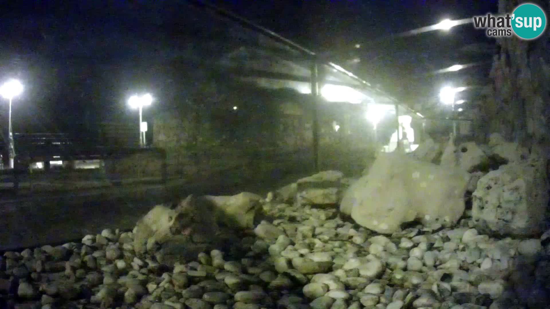 Zunanji morski akvarij Rogoznica spletna kamera Hrvaška