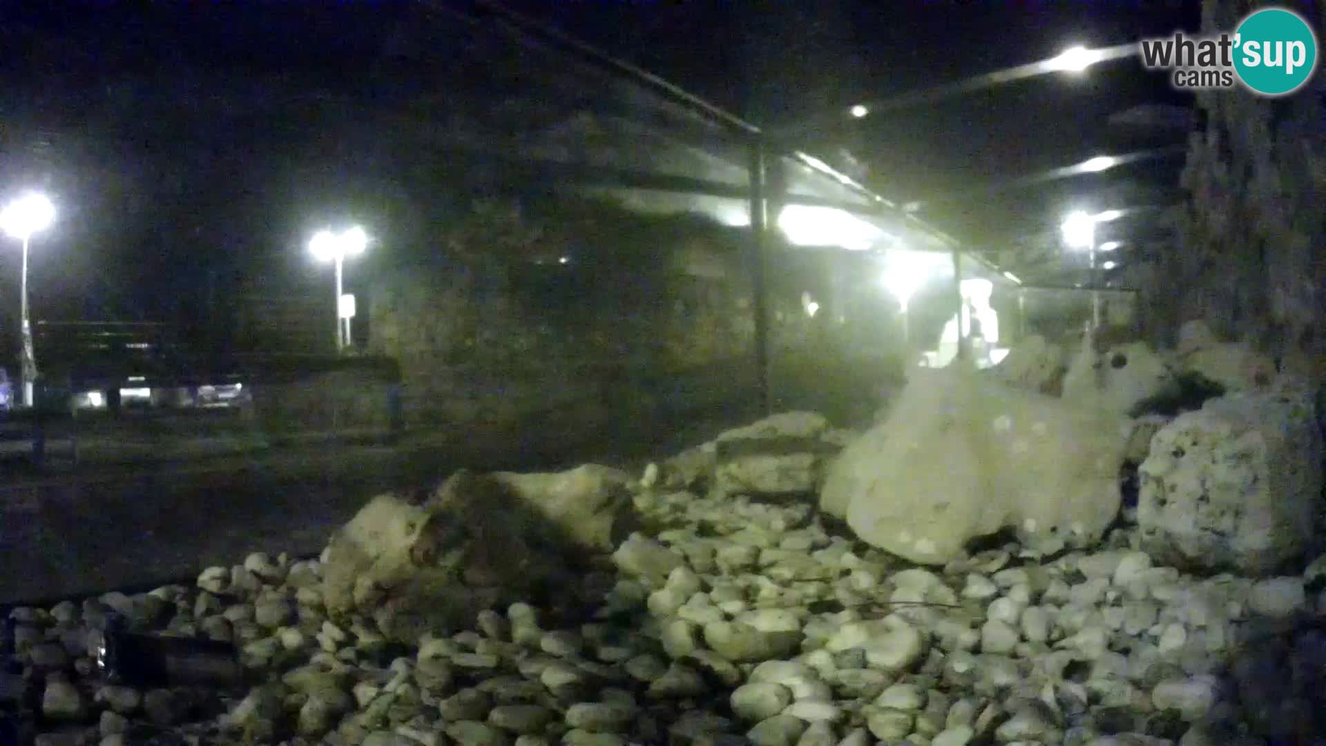 Acuario marino al aire libre Rogoznica webcam Croacia