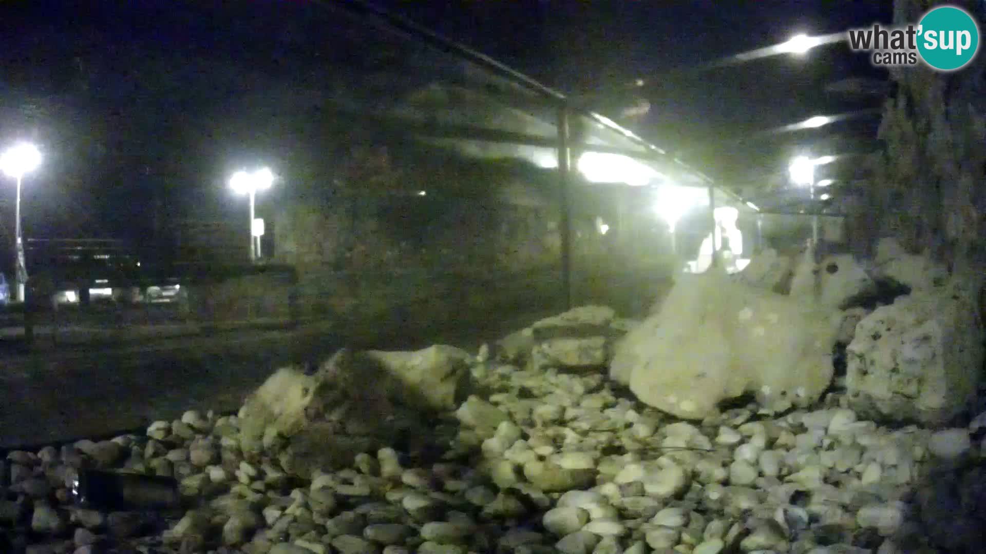 Outdoor Marine Aquarium Rogoznica webcam Croatia