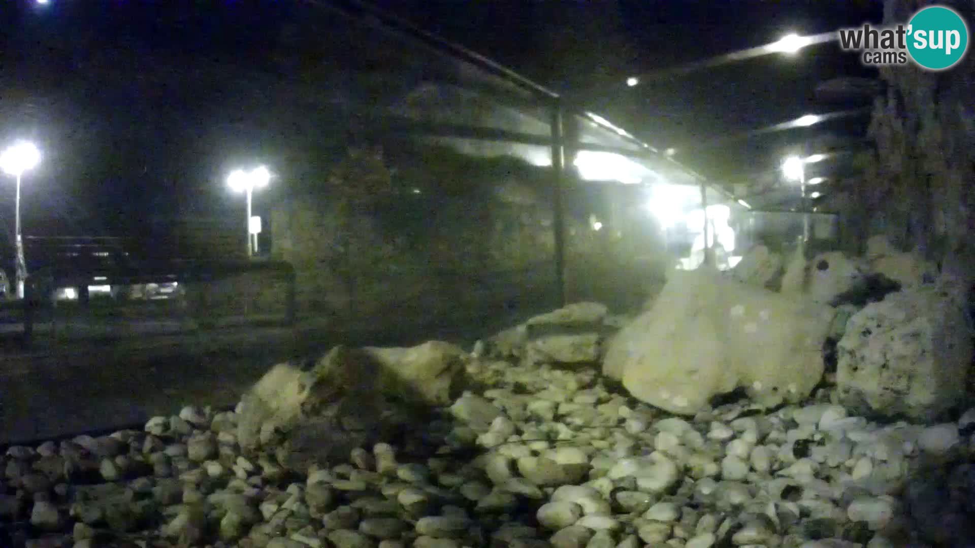 Vanjski morski akvarij Rogoznica web kamera Hrvatska