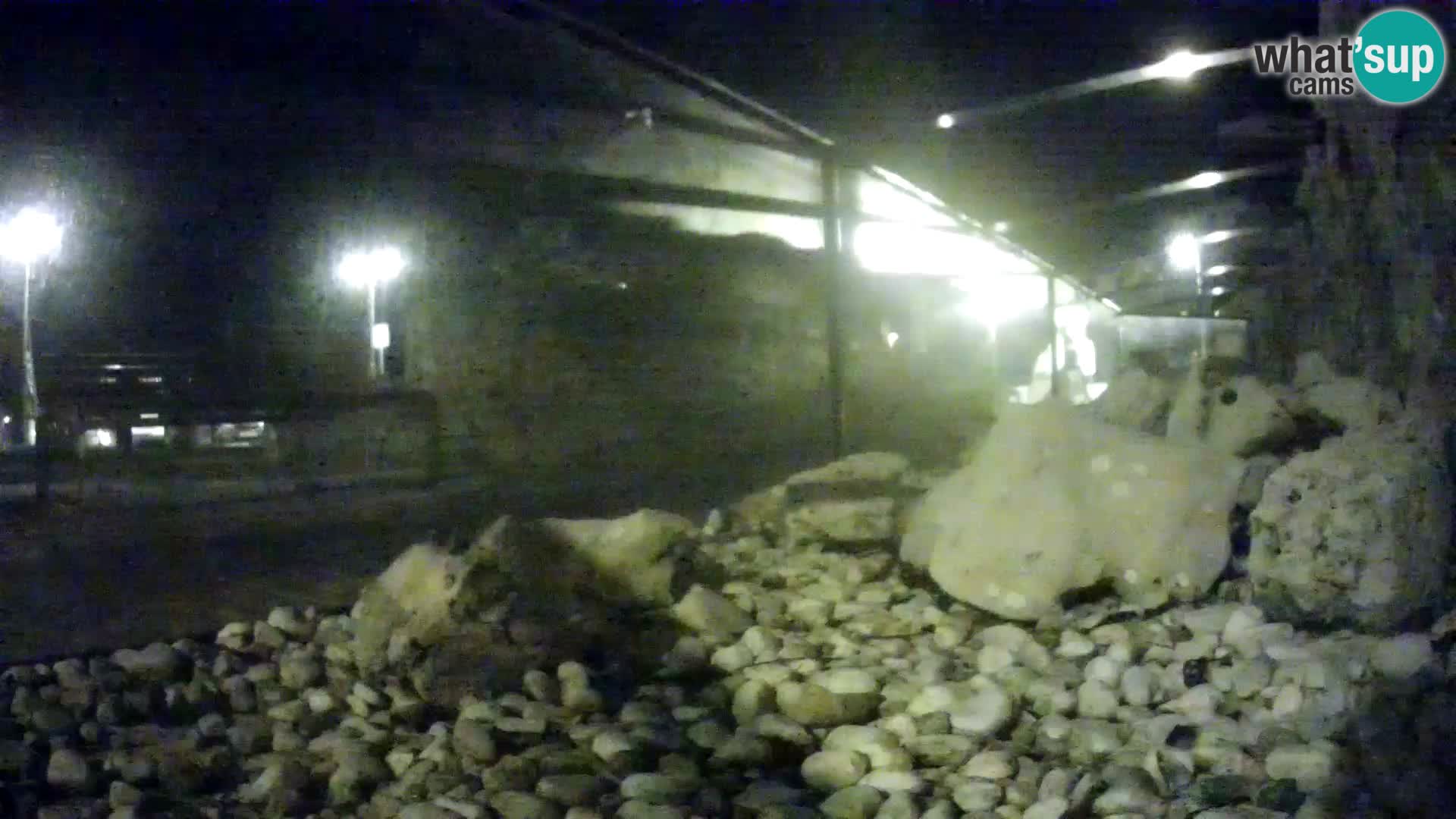 Vanjski morski akvarij Rogoznica web kamera Hrvatska