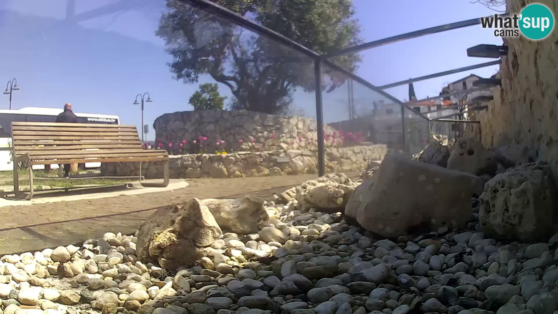 Zunanji morski akvarij Rogoznica spletna kamera Hrvaška