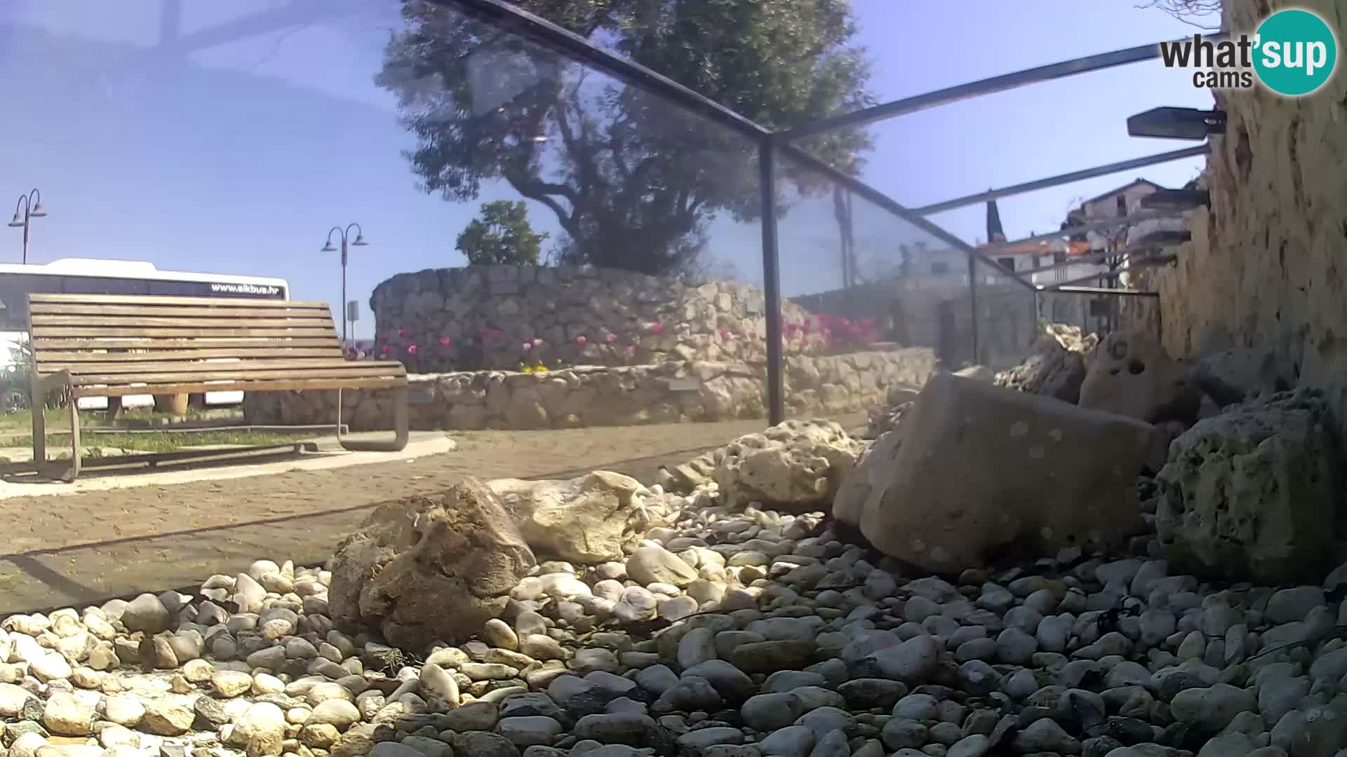 Acuario marino al aire libre Rogoznica webcam Croacia