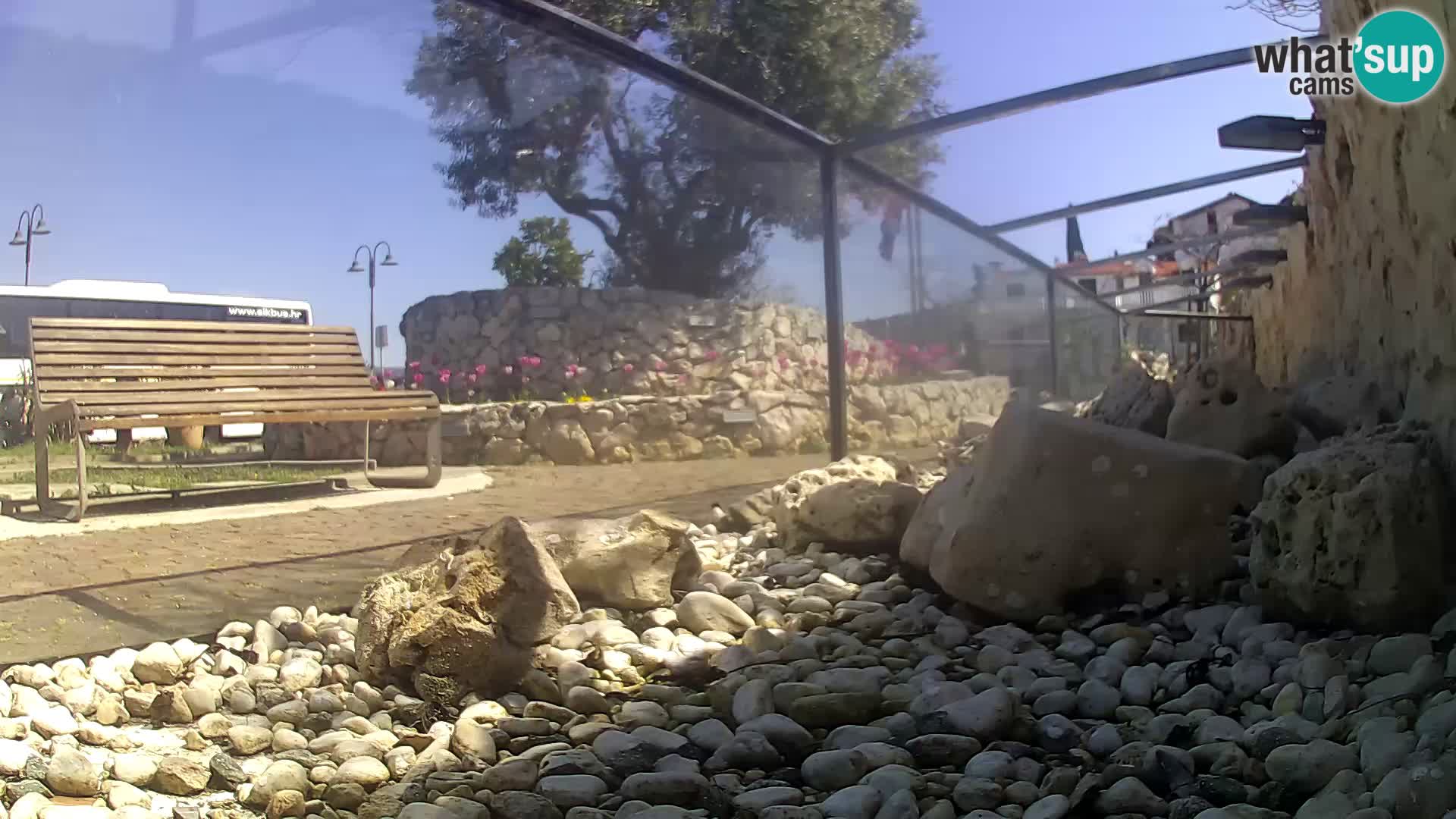 Acuario marino al aire libre Rogoznica webcam Croacia
