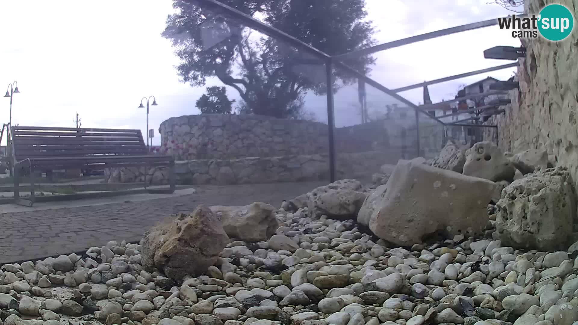 Aquario marino esterno –  Rogoznica livecam Croazia