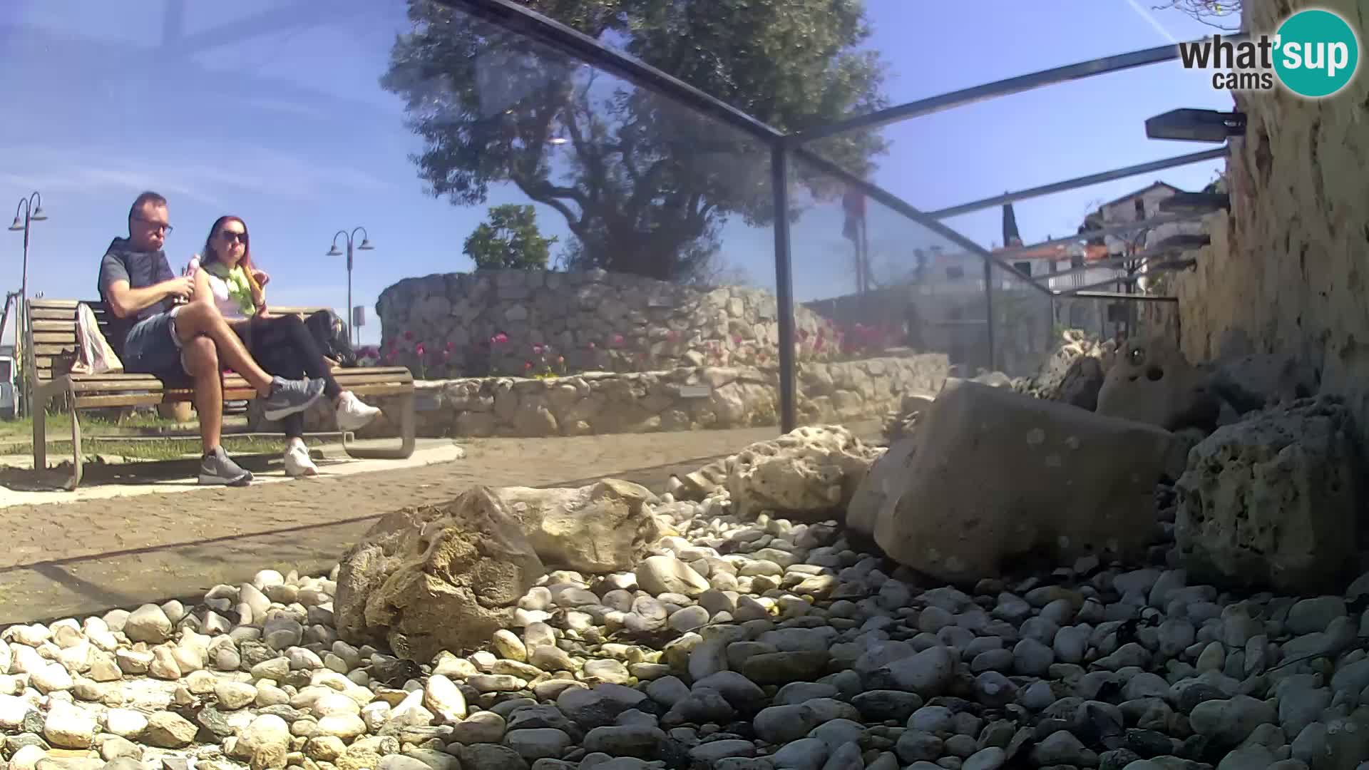 Acuario marino al aire libre Rogoznica webcam Croacia