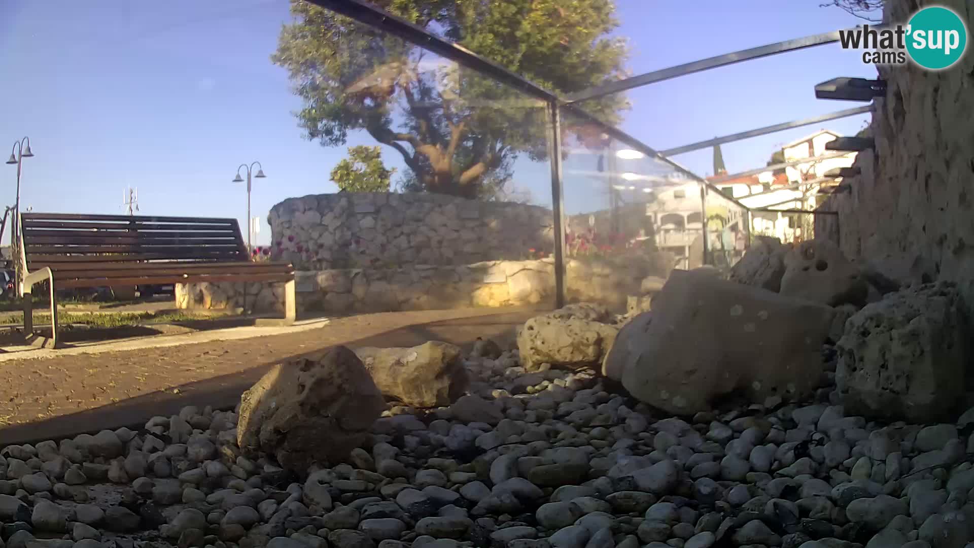 Aquario marino esterno –  Rogoznica livecam Croazia