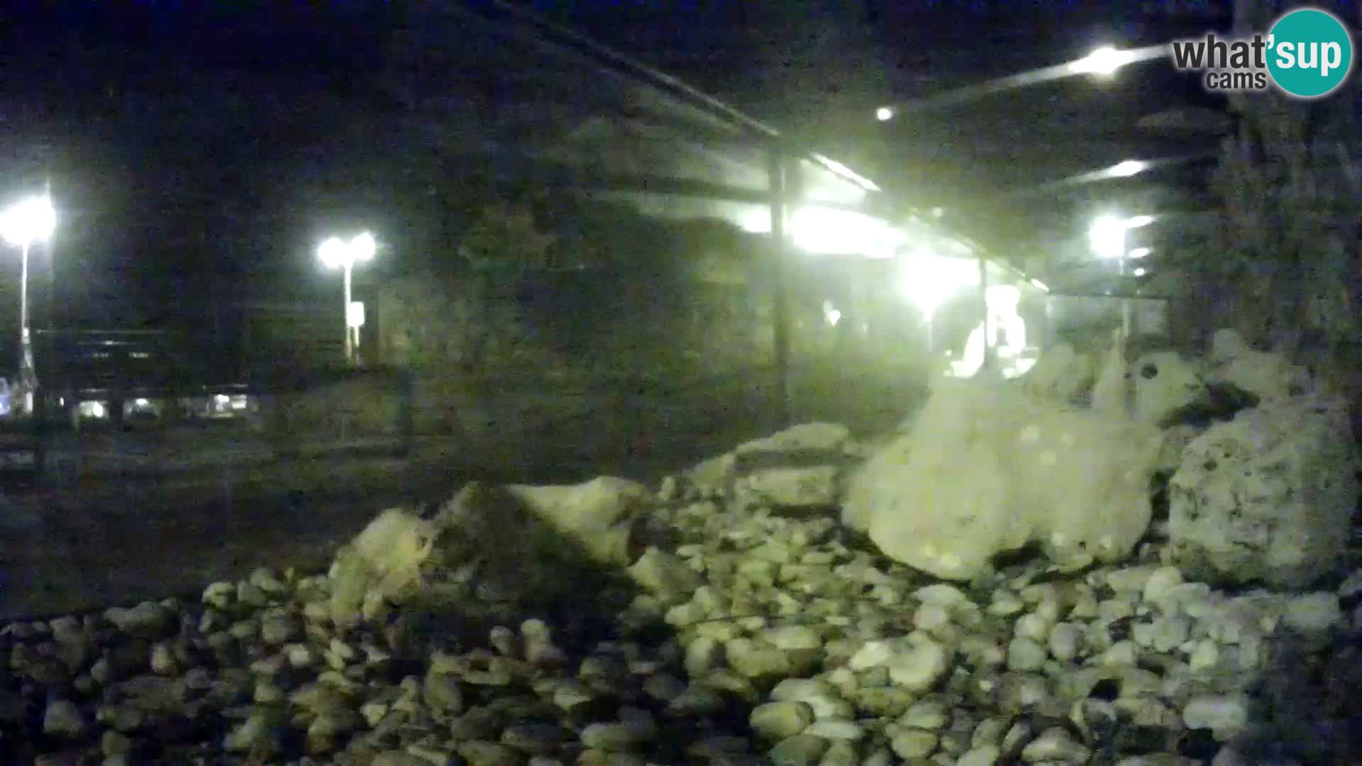 Acuario marino al aire libre Rogoznica webcam Croacia