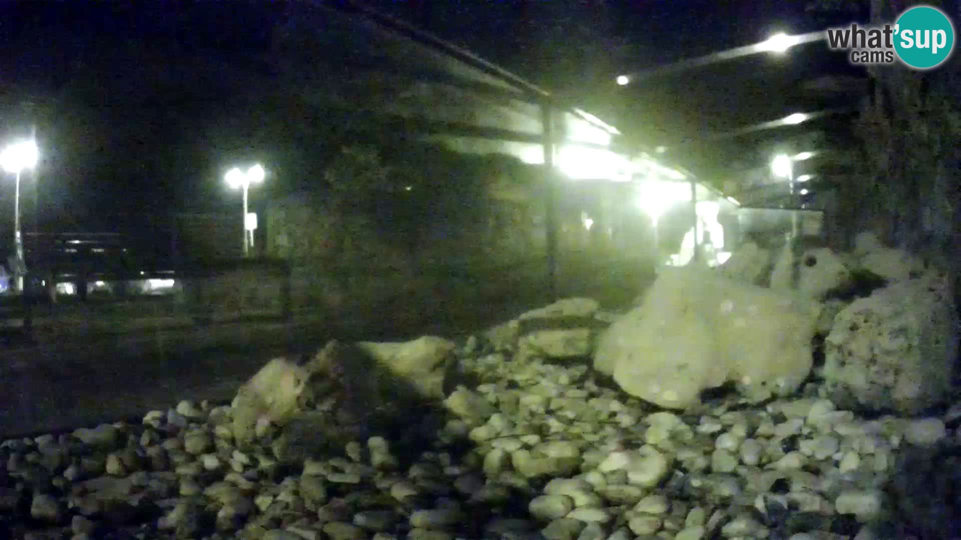 Aquario marino esterno –  Rogoznica livecam Croazia