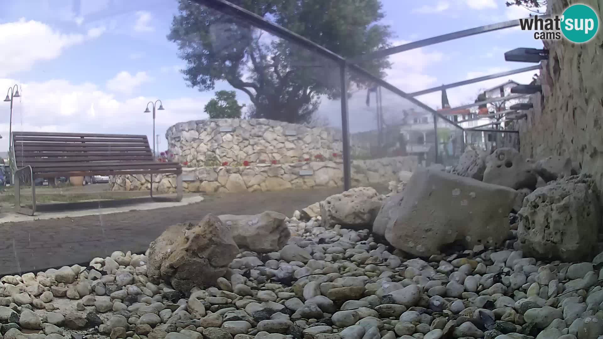 Aquario marino esterno –  Rogoznica livecam Croazia