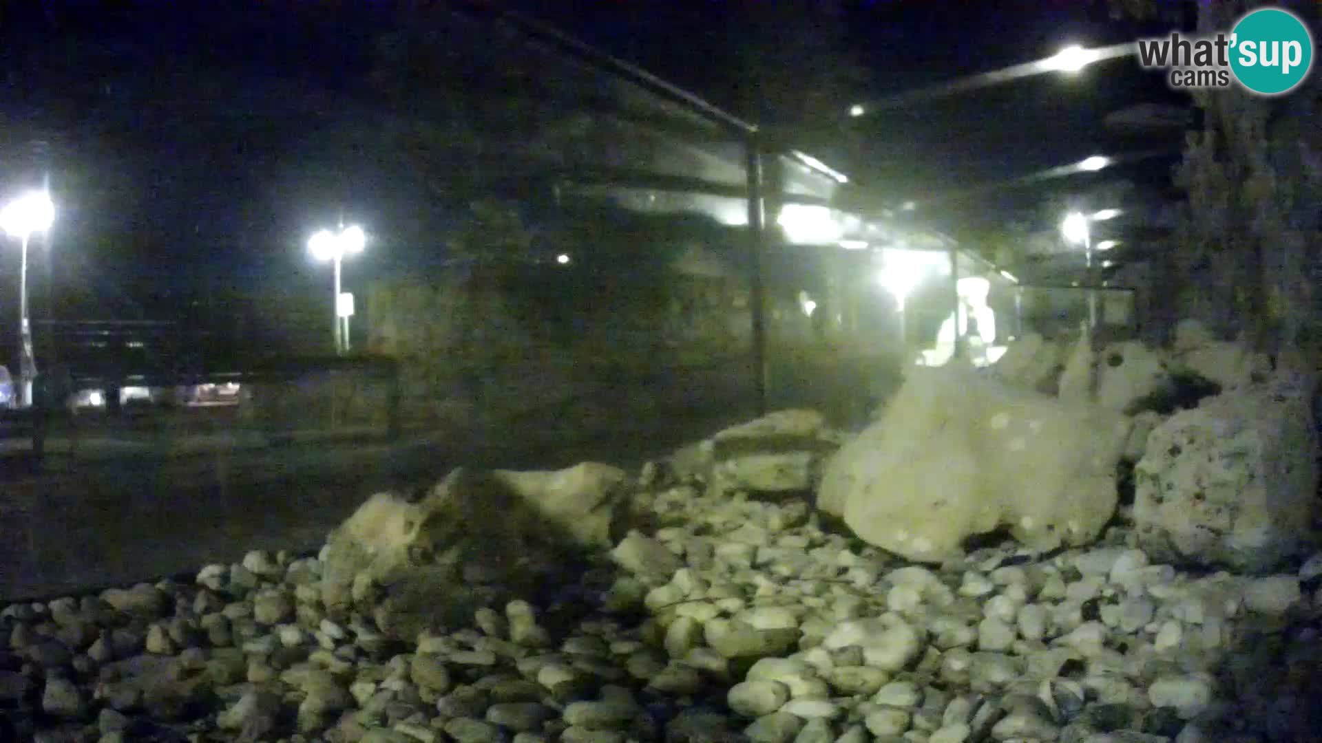 Vanjski morski akvarij Rogoznica web kamera Hrvatska