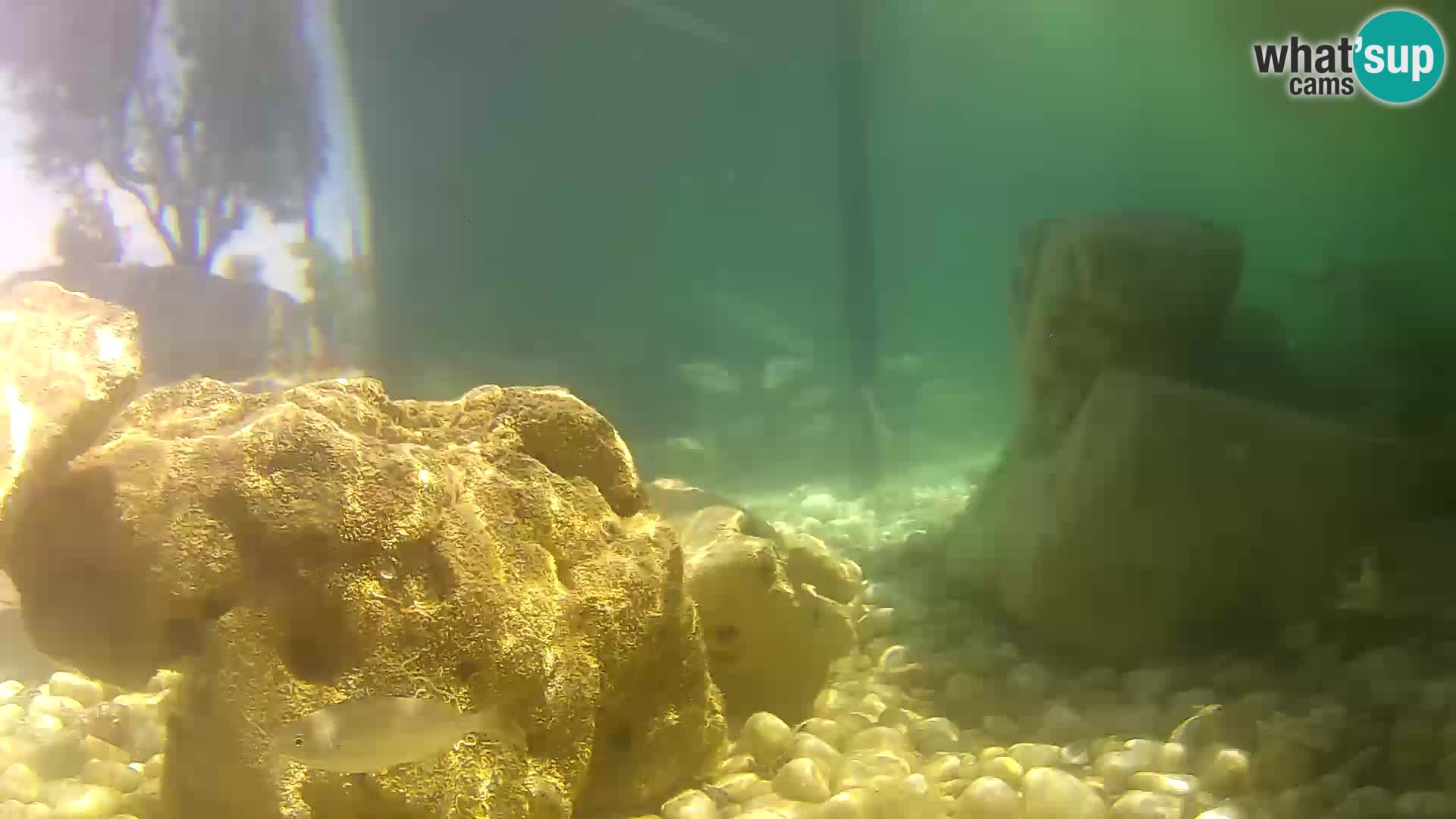 Outdoor Marine Aquarium Rogoznica webcam Croatia