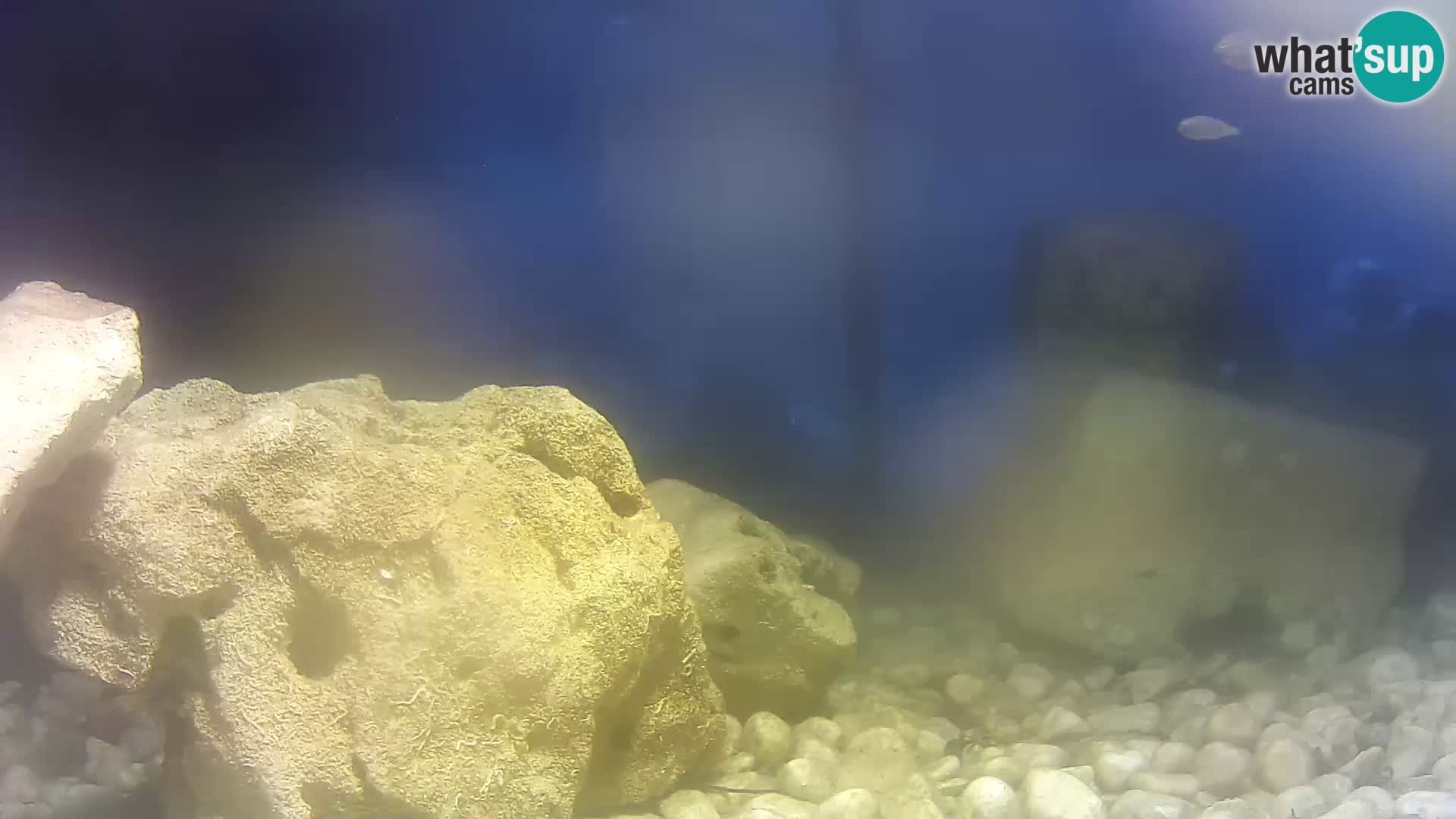 Outdoor Marine Aquarium Rogoznica webcam Croatia