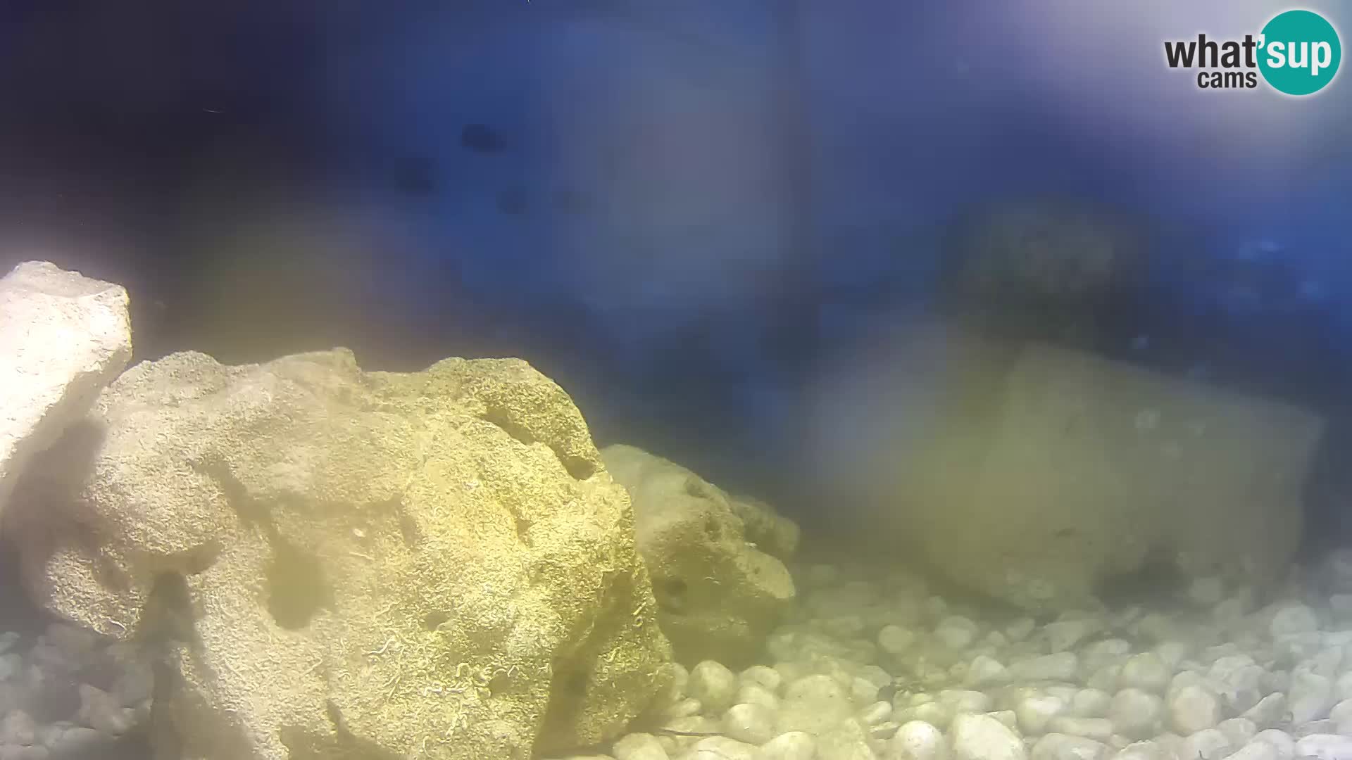 Aquario marino esterno –  Rogoznica livecam Croazia