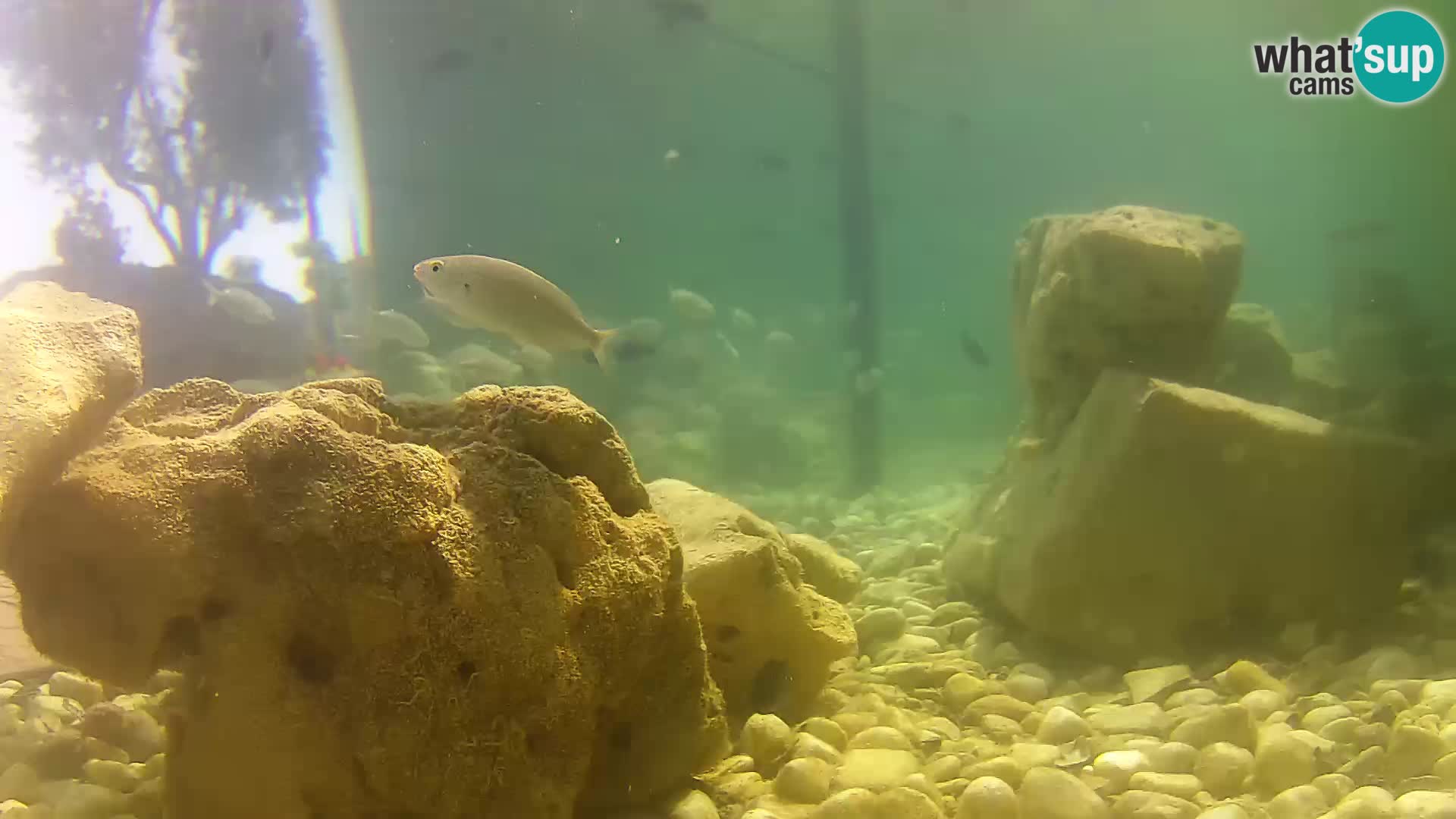 Webcam de l’aquarium marin extérieur de Rogoznica Croatie