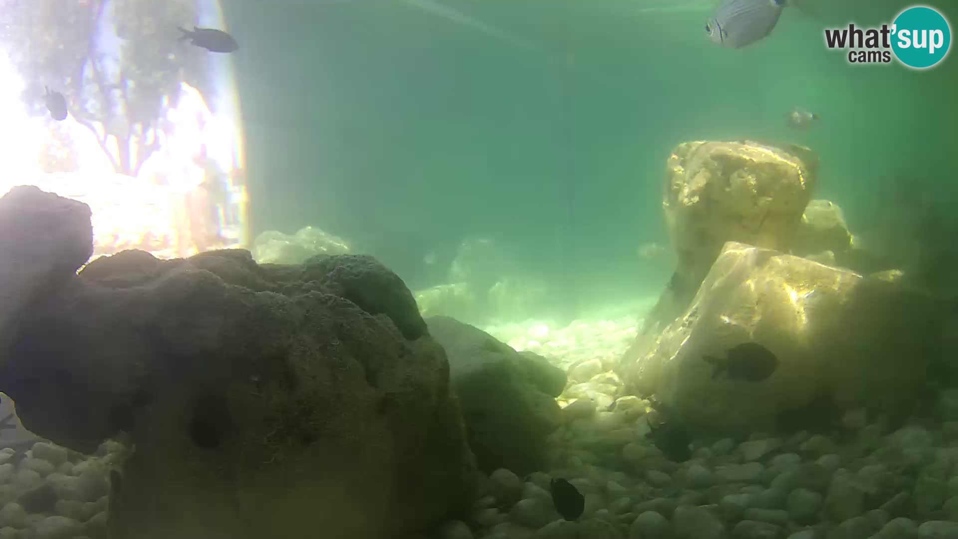 Webcam de l’aquarium marin extérieur de Rogoznica Croatie