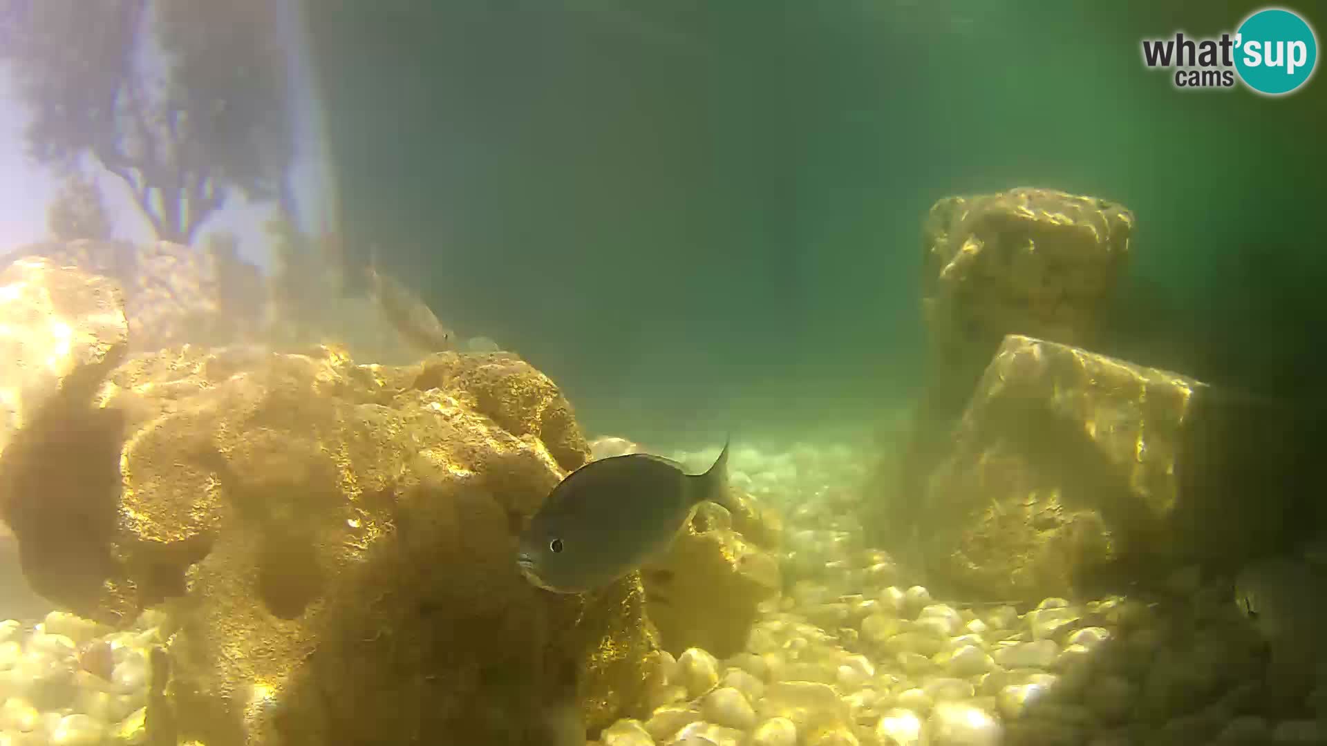 Marine Aquarium im Freien Rogoznica webcam Kroatien