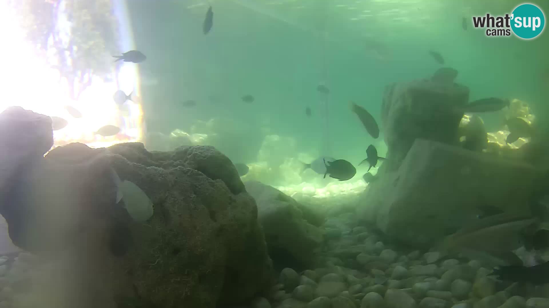 Aquario marino esterno –  Rogoznica livecam Croazia