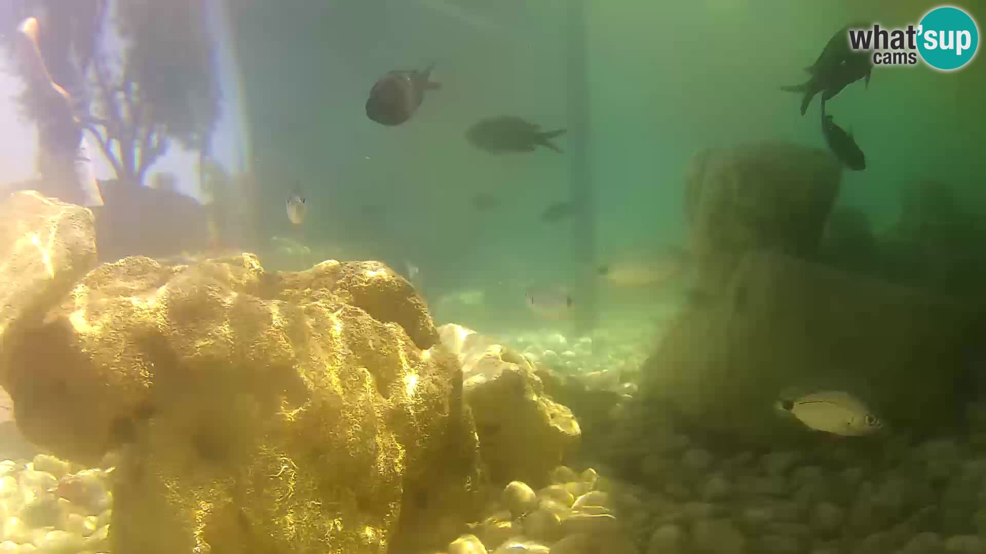 Aquario marino esterno –  Rogoznica livecam Croazia