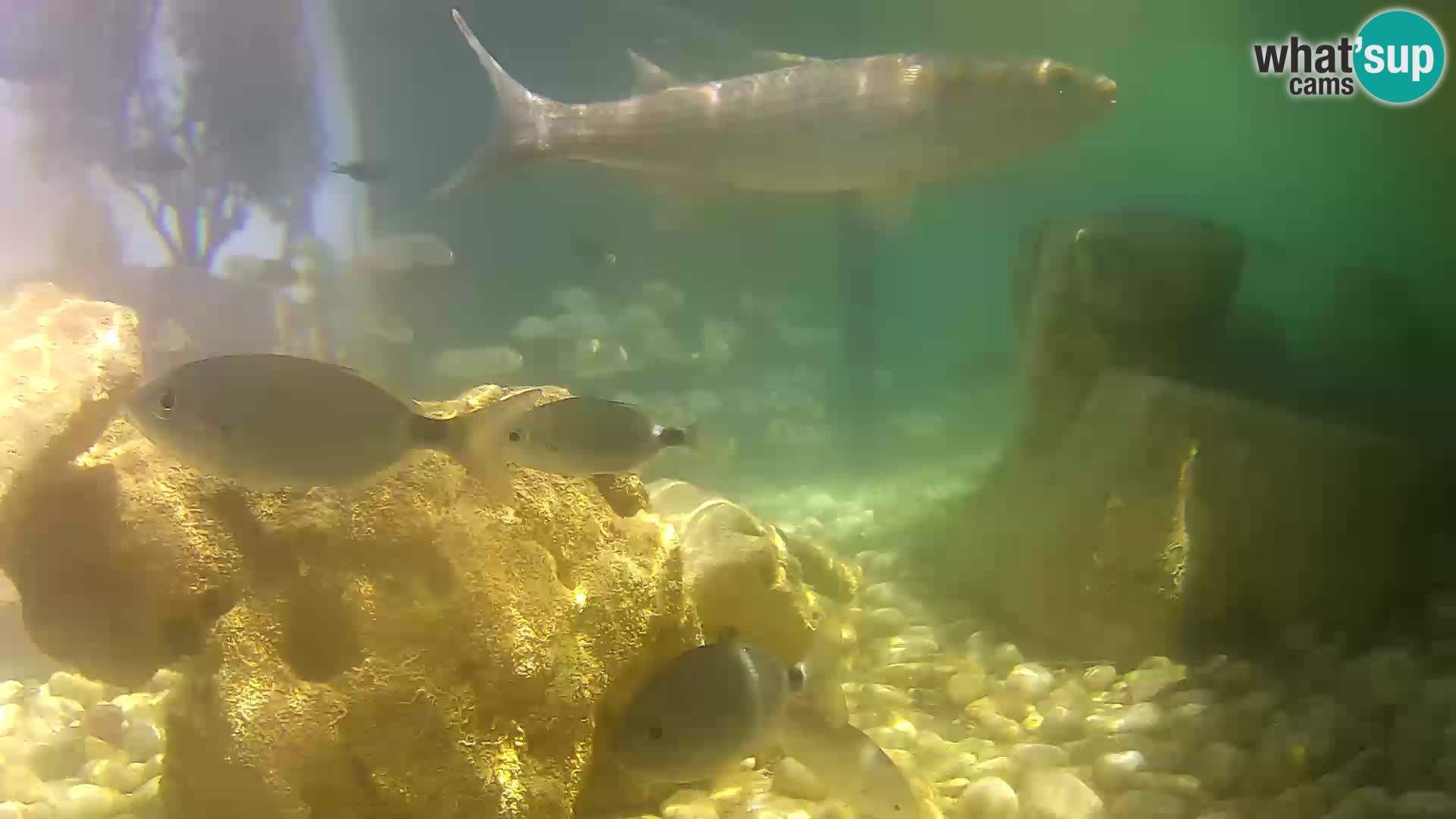 Webcam de l’aquarium marin extérieur de Rogoznica Croatie