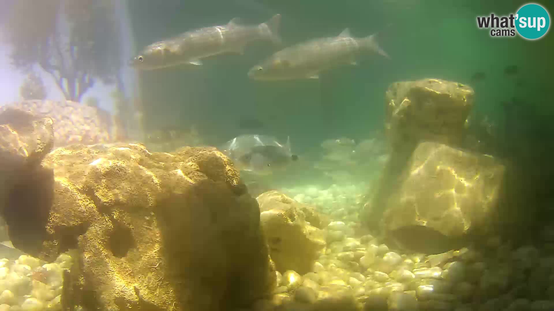 Zunanji morski akvarij Rogoznica spletna kamera Hrvaška